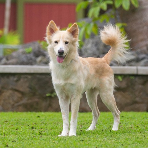 Indie, an adoptable Mixed Breed, Husky in Kailua Kona, HI, 96740 | Photo Image 1