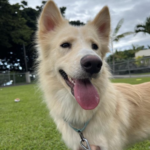 Indie, an adoptable Mixed Breed, Husky in Kailua Kona, HI, 96740 | Photo Image 2