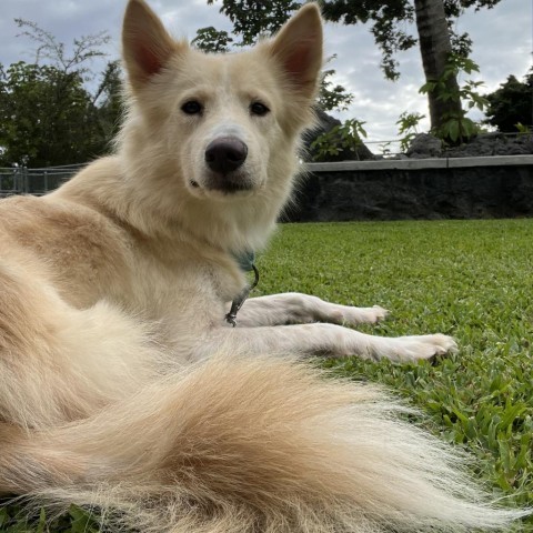 Indie, an adoptable Mixed Breed, Husky in Kailua Kona, HI, 96740 | Photo Image 3