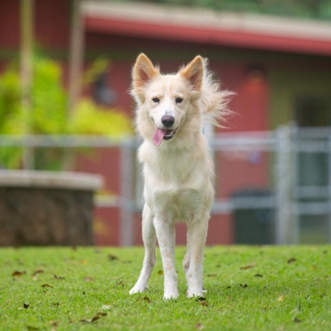 Indie, an adoptable Mixed Breed, Husky in Kailua Kona, HI, 96740 | Photo Image 4