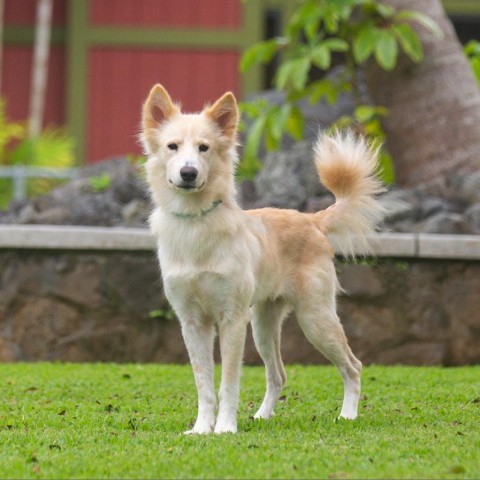 Indie, an adoptable Mixed Breed, Husky in Kailua Kona, HI, 96740 | Photo Image 5