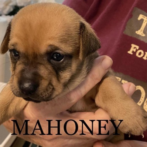 Mahoney 2