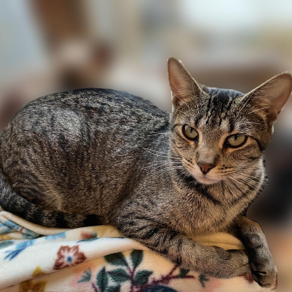 Bluebell--In Foster, an adoptable Domestic Short Hair in Fargo, ND, 58102 | Photo Image 1