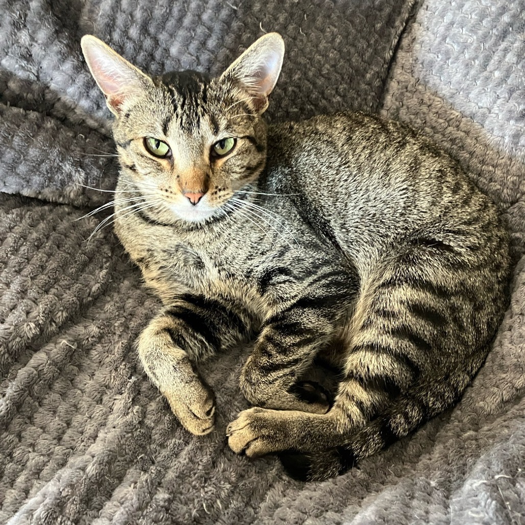 Bluebell--In Foster, an adoptable Domestic Short Hair in Fargo, ND, 58102 | Photo Image 1
