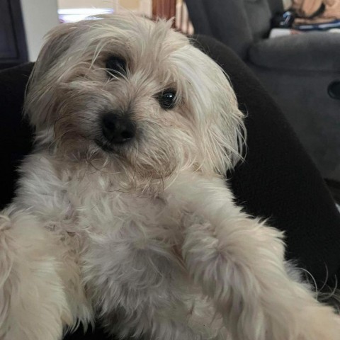 Max, an adoptable Shih Tzu, Mixed Breed in Laredo, TX, 78041 | Photo Image 1