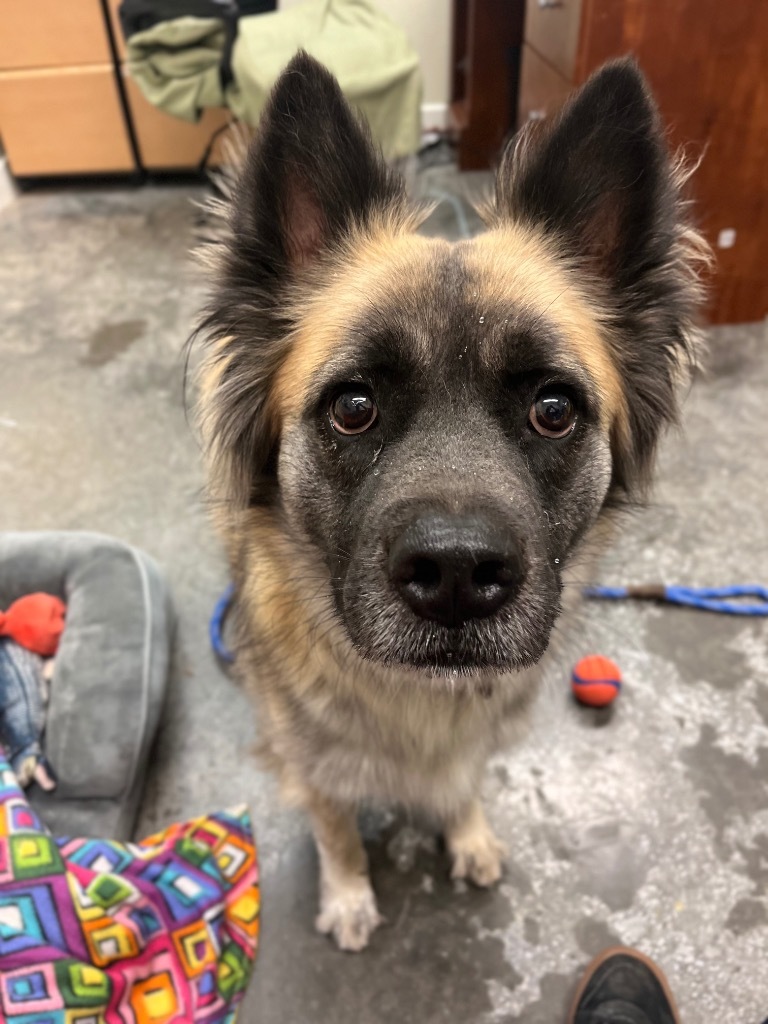 Nikita, an adoptable Spitz, Mixed Breed in Neosho, MO, 64850 | Photo Image 1