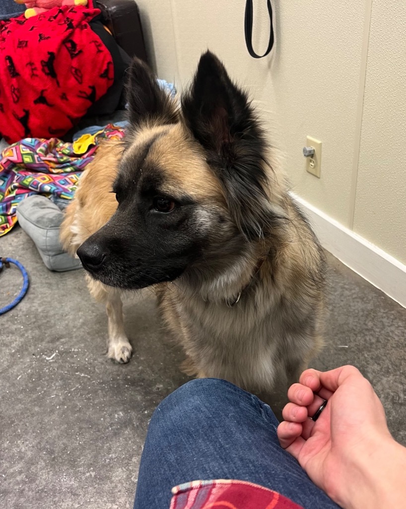 Nikita, an adoptable Spitz, Mixed Breed in Neosho, MO, 64850 | Photo Image 2