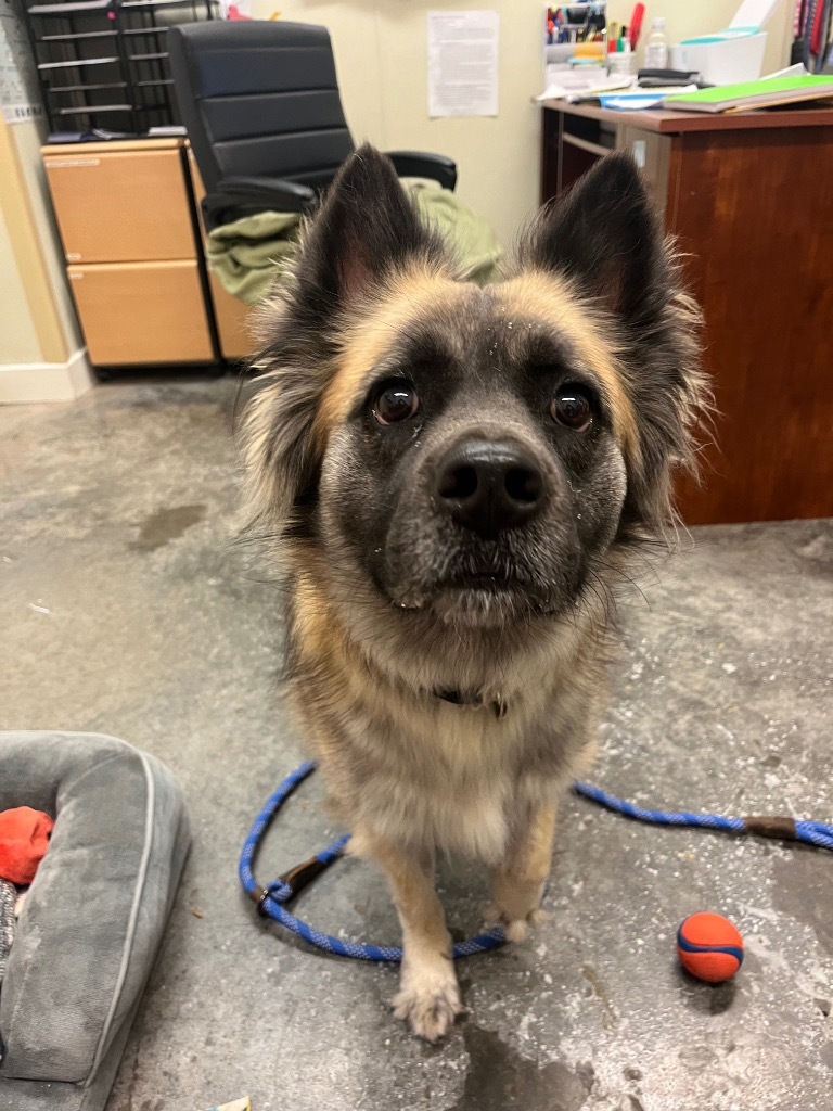 Nikita, an adoptable Spitz, Mixed Breed in Neosho, MO, 64850 | Photo Image 4