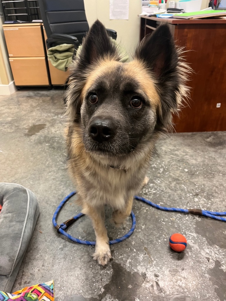 Nikita, an adoptable Spitz, Mixed Breed in Neosho, MO, 64850 | Photo Image 6