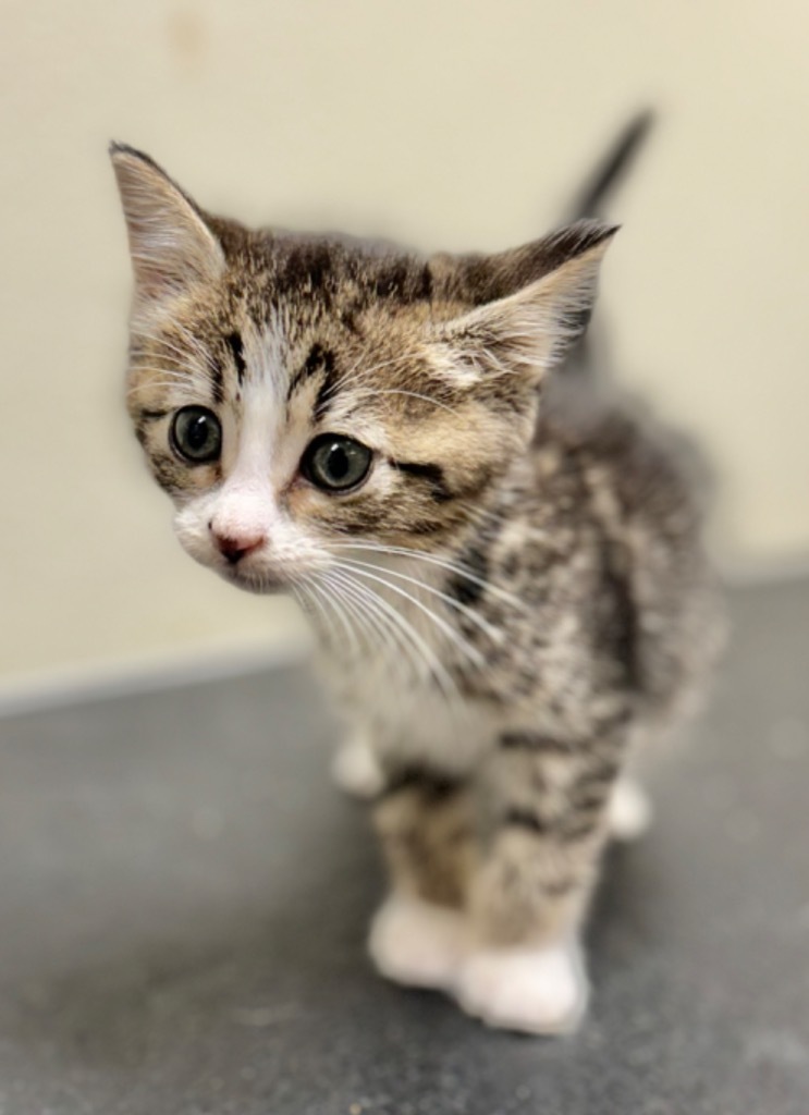 Jan, an adoptable Domestic Short Hair in Great Bend, KS, 67530 | Photo Image 1