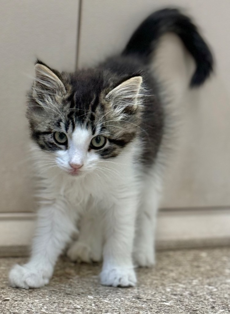 Loki, an adoptable Domestic Long Hair in Great Bend, KS, 67530 | Photo Image 1