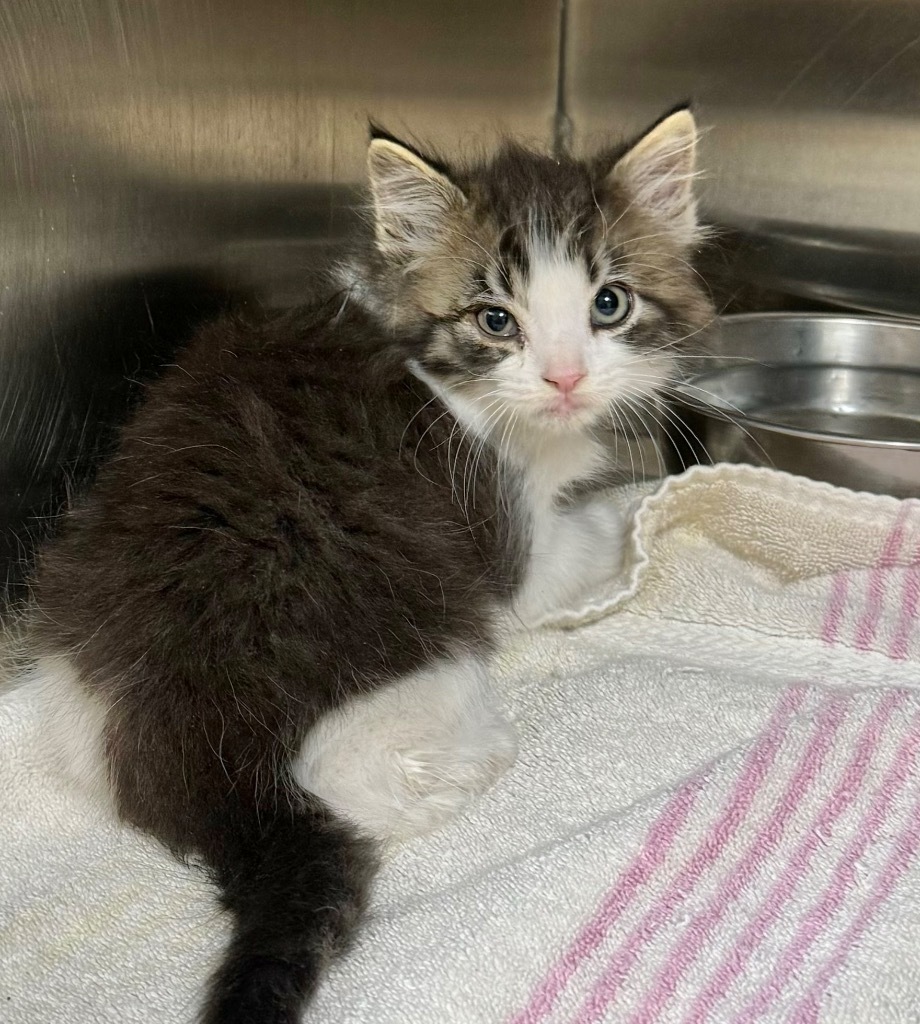 Loki, an adoptable Domestic Long Hair in Great Bend, KS, 67530 | Photo Image 2