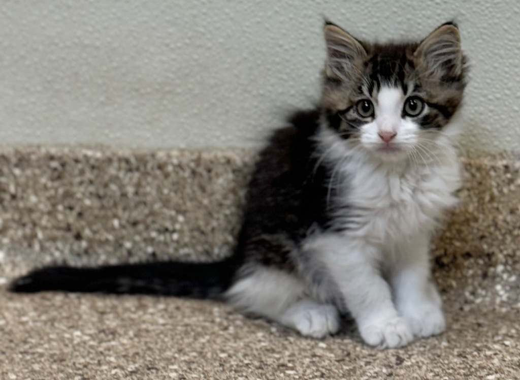 Loki, an adoptable Domestic Long Hair in Great Bend, KS, 67530 | Photo Image 3