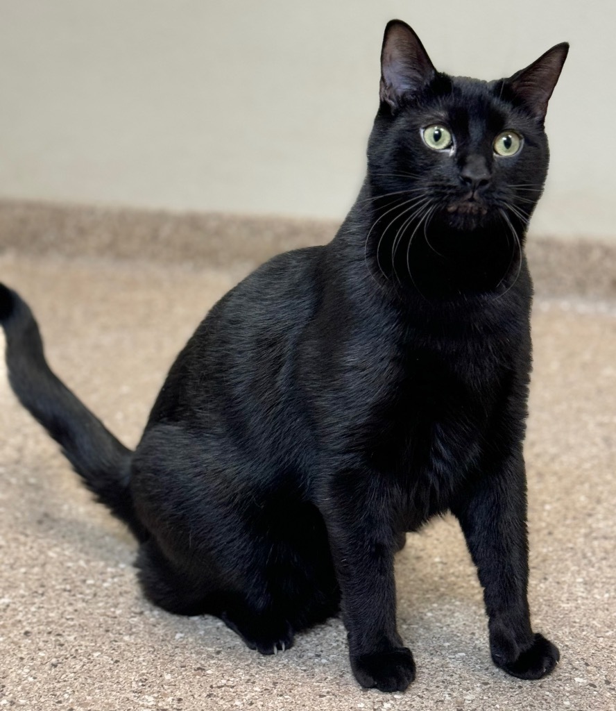 Onyx, an adoptable Domestic Short Hair in Great Bend, KS, 67530 | Photo Image 1