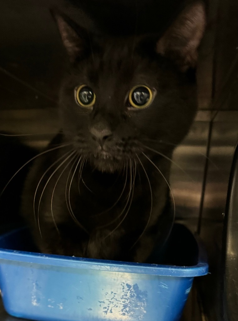 Onyx, an adoptable Domestic Short Hair in Great Bend, KS, 67530 | Photo Image 2