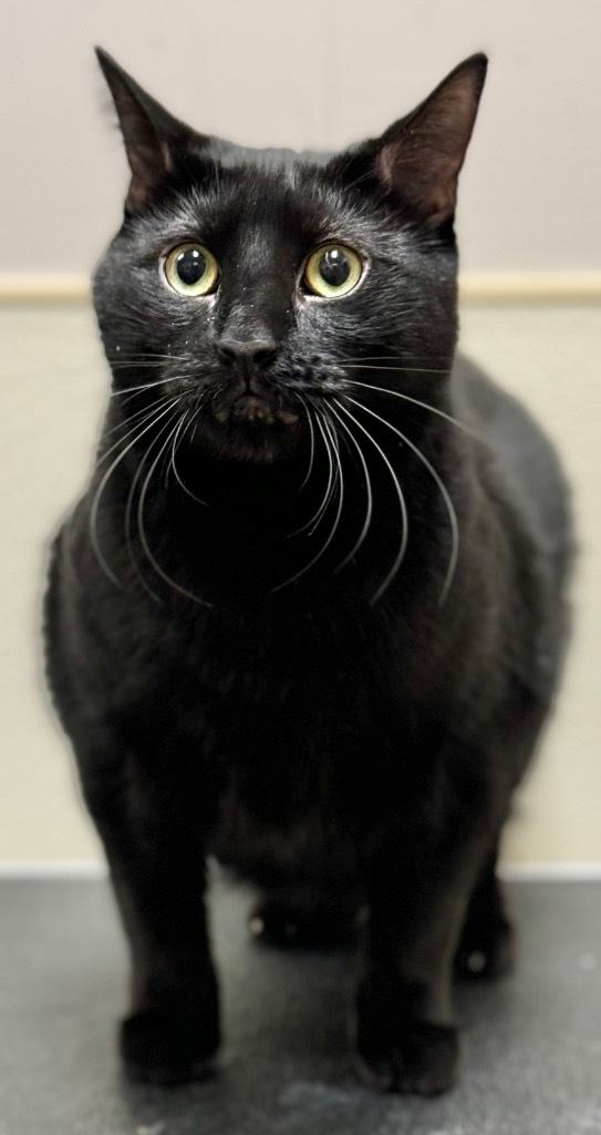 Onyx, an adoptable Domestic Short Hair in Great Bend, KS, 67530 | Photo Image 3