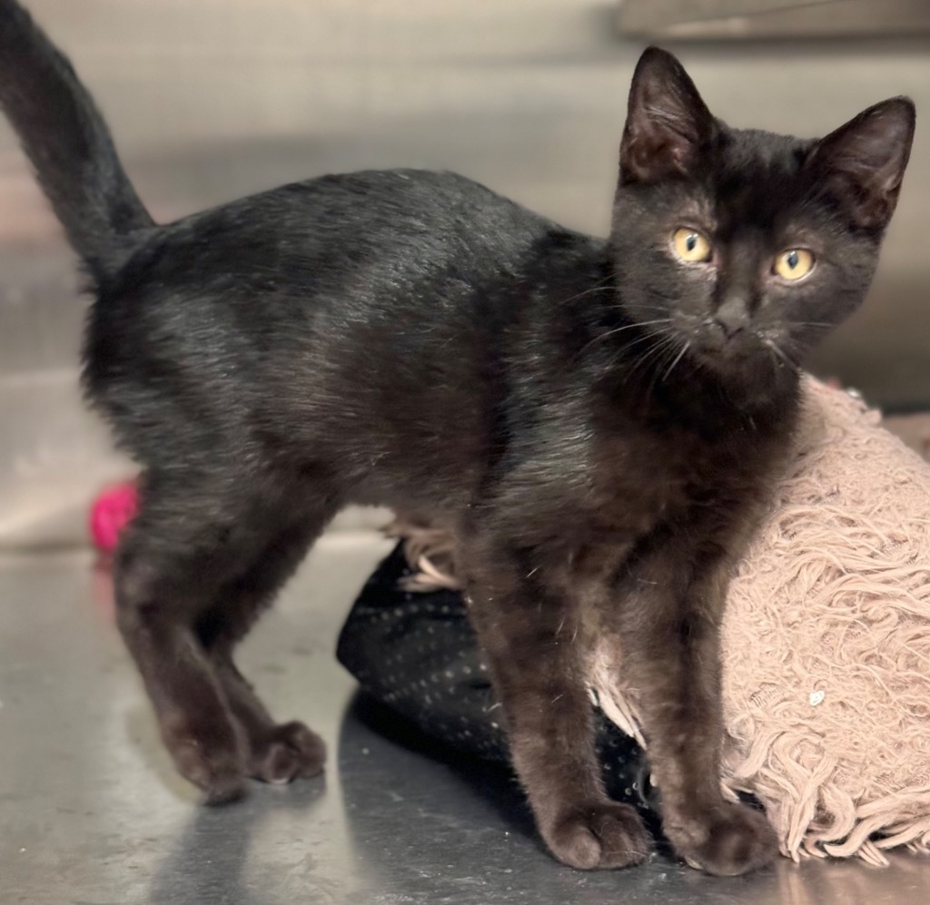 Larson, an adoptable Domestic Short Hair in Great Bend, KS, 67530 | Photo Image 1