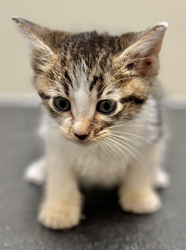 Zuko, an adoptable Domestic Short Hair in Great Bend, KS, 67530 | Photo Image 1