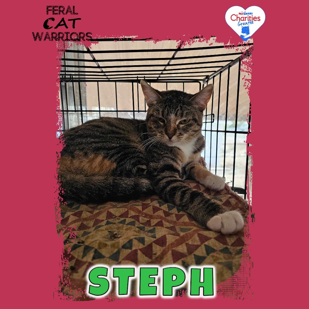 Steph, an adoptable Domestic Short Hair in Kingman, AZ, 86401 | Photo Image 1