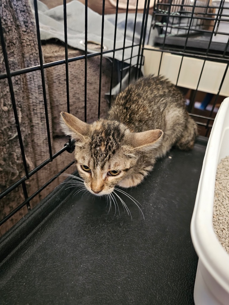 Steph, an adoptable Domestic Short Hair in Kingman, AZ, 86401 | Photo Image 2