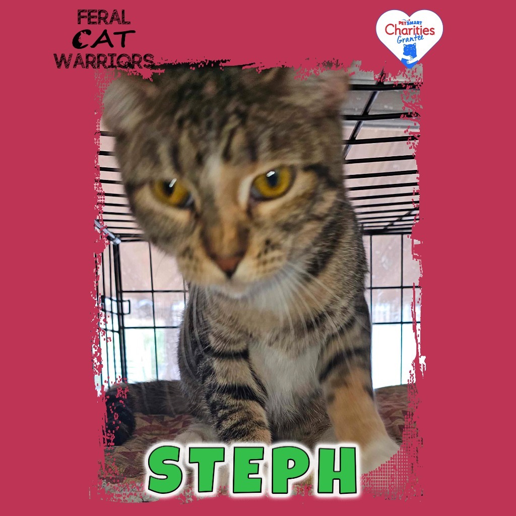 Steph, an adoptable Domestic Short Hair in Kingman, AZ, 86401 | Photo Image 3