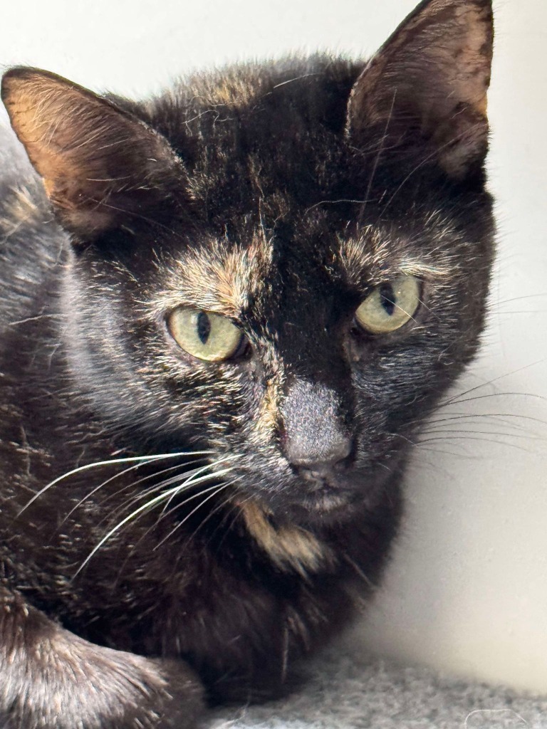 Catalda The Cadillac Cortez, an adoptable Domestic Short Hair in Brookings, OR, 97415 | Photo Image 1