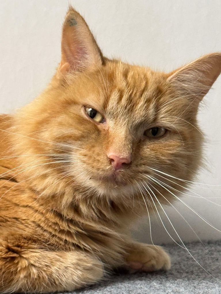 Bob Cat, an adoptable Domestic Medium Hair in Brookings, OR, 97415 | Photo Image 1