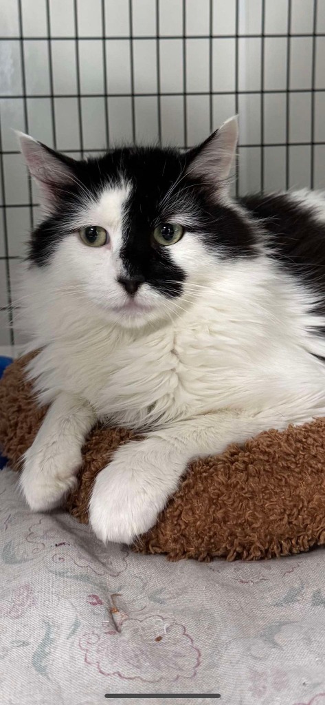 Humphrey The Bull Bagliart, an adoptable Domestic Long Hair in Brookings, OR, 97415 | Photo Image 1