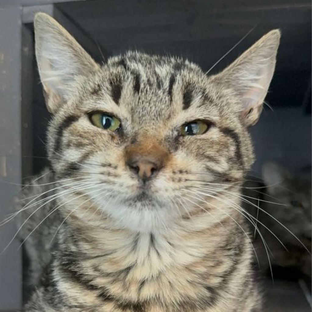 Itty Bit, an adoptable Domestic Short Hair in Ferndale, WA, 98248 | Photo Image 1