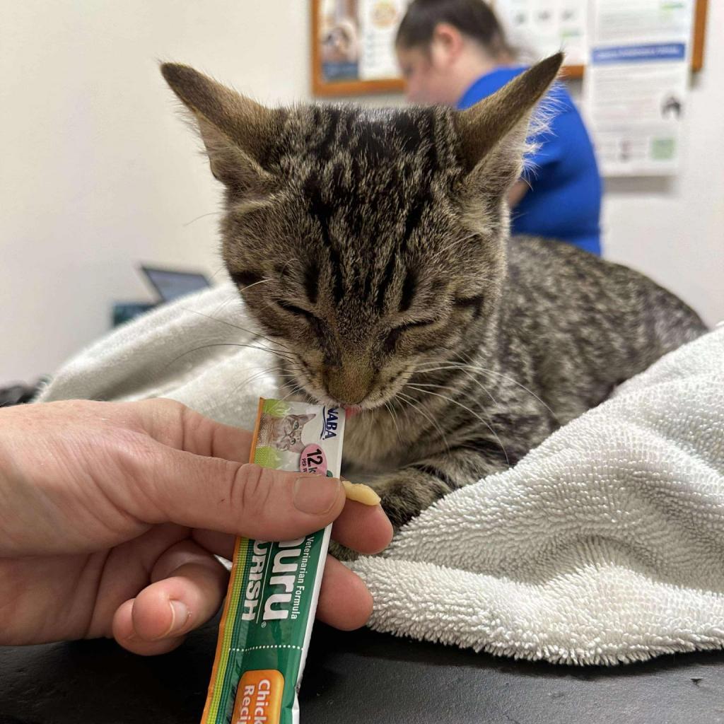 Itty Bit, an adoptable Domestic Short Hair in Ferndale, WA, 98248 | Photo Image 2