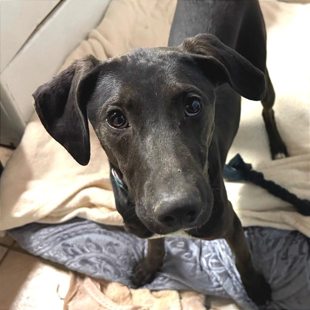 Pepa, an adoptable Mixed Breed in Las Cruces, NM, 88012 | Photo Image 1