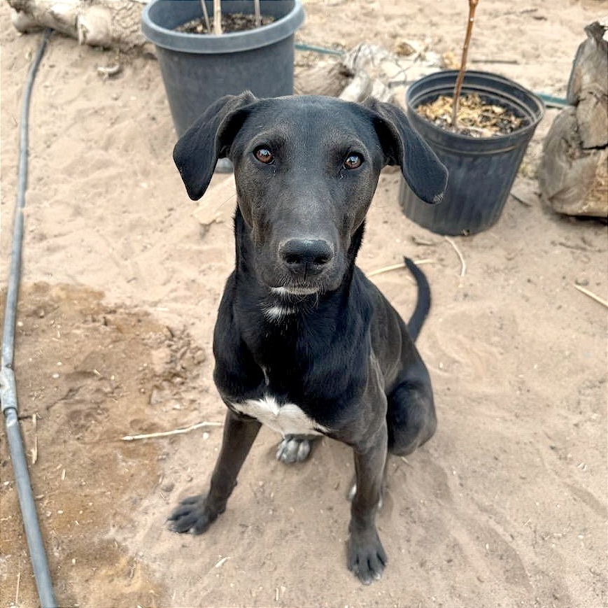 Pepa, an adoptable Mixed Breed in Las Cruces, NM, 88012 | Photo Image 1