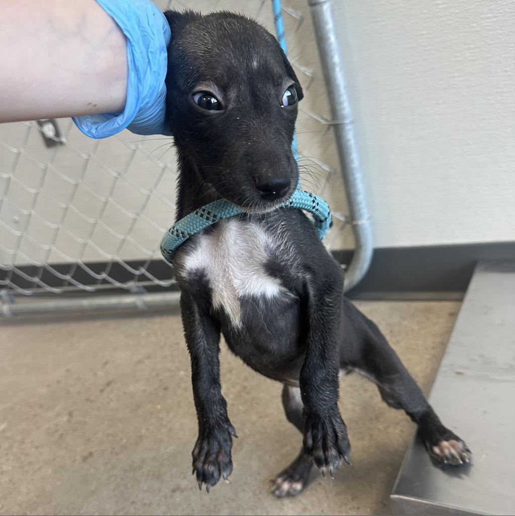 Pepa, an adoptable Mixed Breed in Las Cruces, NM, 88012 | Photo Image 2