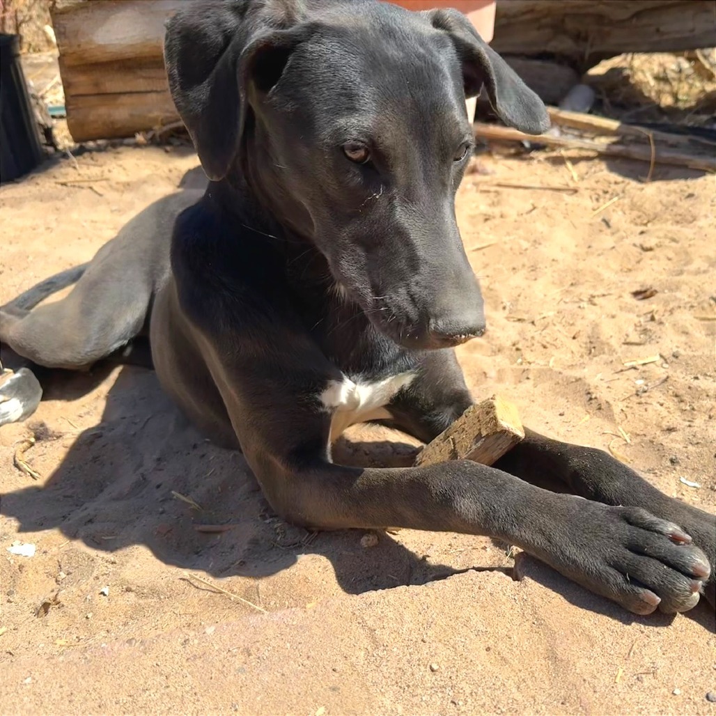 Pepa, an adoptable Mixed Breed in Las Cruces, NM, 88012 | Photo Image 2