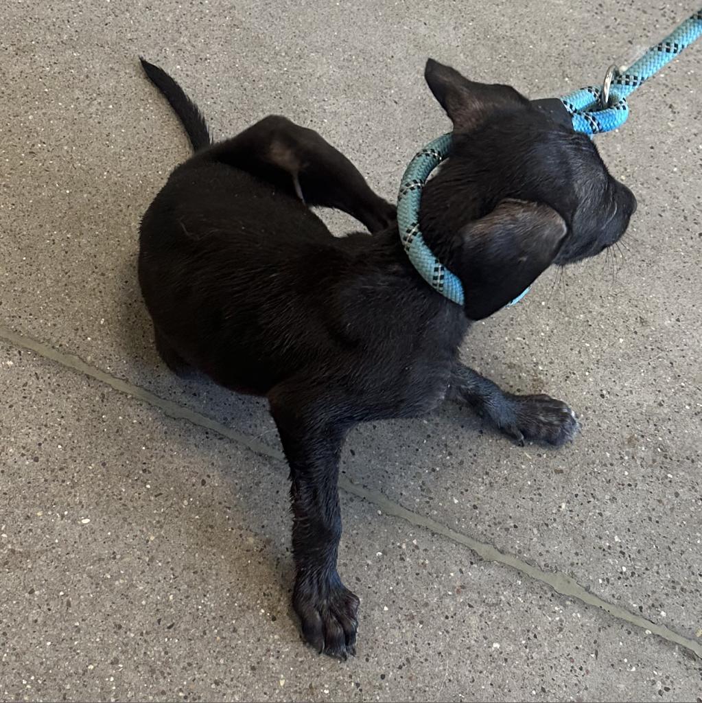 Pepa, an adoptable Mixed Breed in Las Cruces, NM, 88012 | Photo Image 3