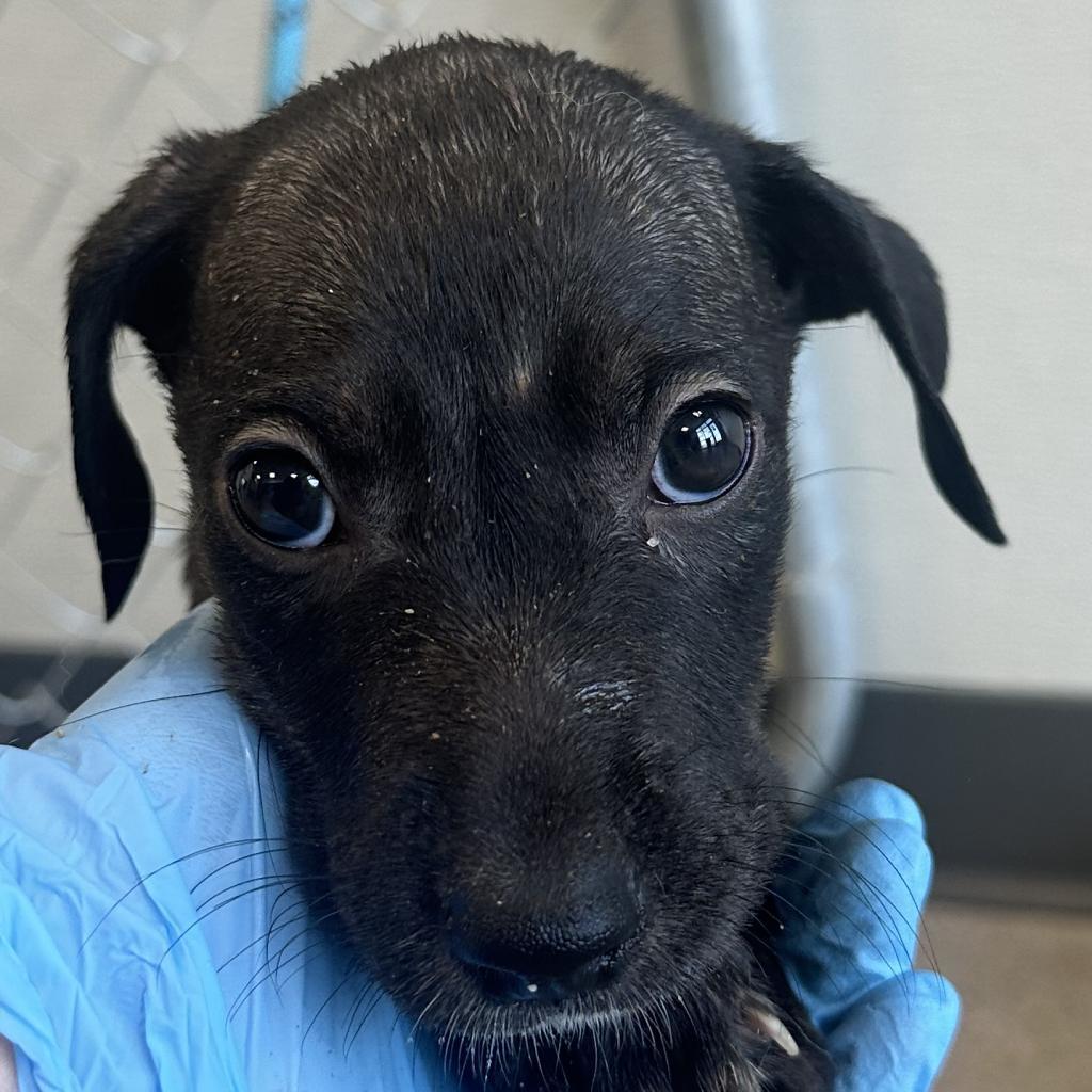 Pepa, an adoptable Mixed Breed in Las Cruces, NM, 88012 | Photo Image 4