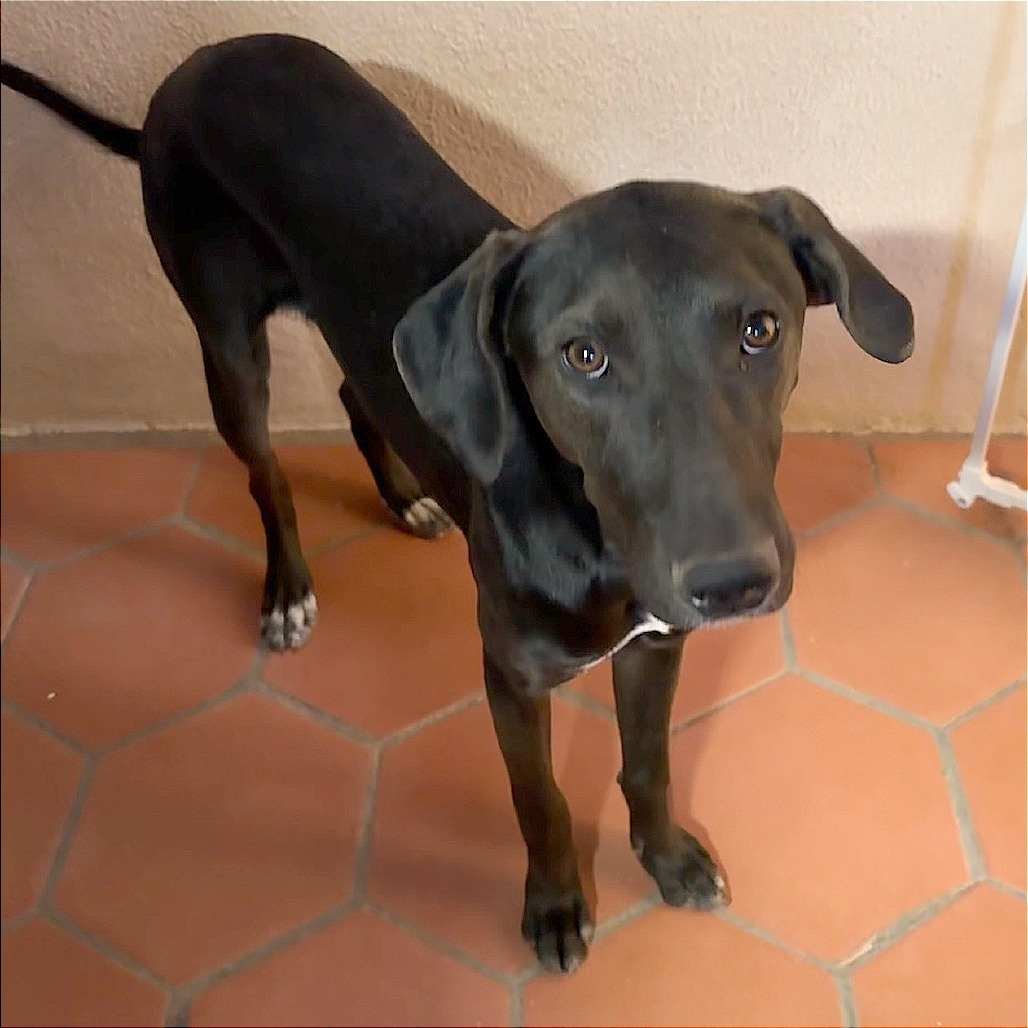 Pepa, an adoptable Mixed Breed in Las Cruces, NM, 88012 | Photo Image 4