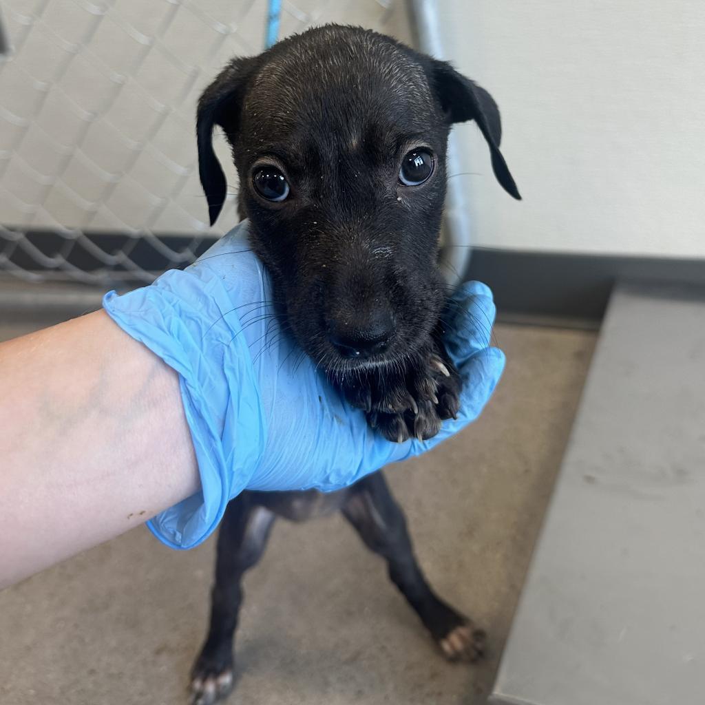 Pepa, an adoptable Mixed Breed in Las Cruces, NM, 88012 | Photo Image 5