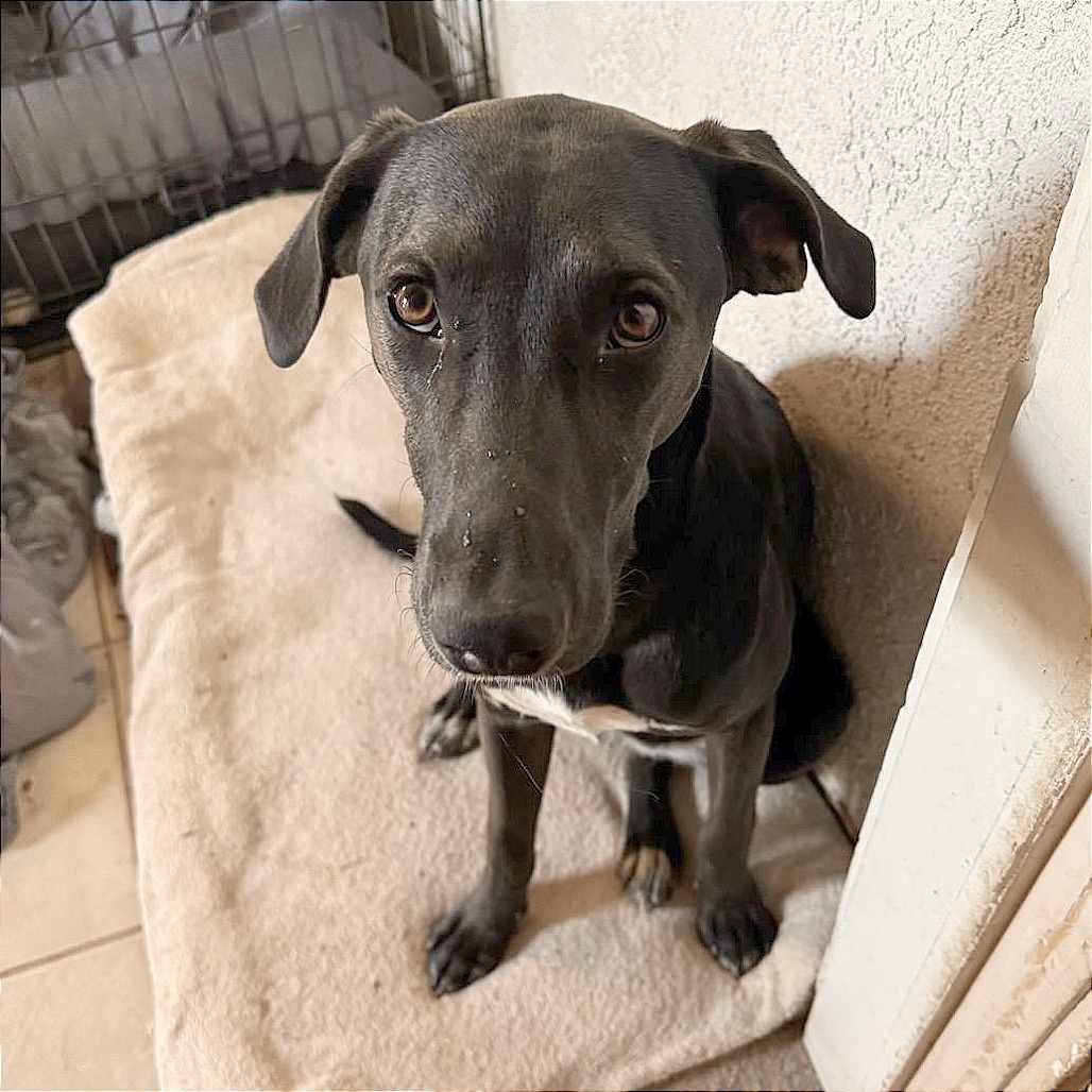 Pepa, an adoptable Mixed Breed in Las Cruces, NM, 88012 | Photo Image 5