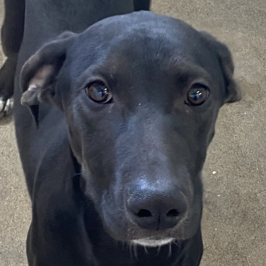 Pepa, an adoptable Mixed Breed in Las Cruces, NM, 88012 | Photo Image 6