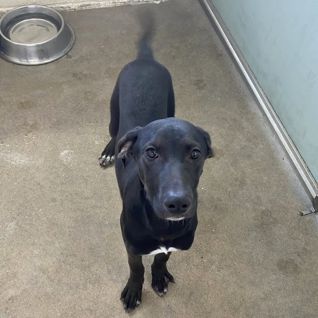 Pepa, an adoptable Mixed Breed in Las Cruces, NM, 88012 | Photo Image 6