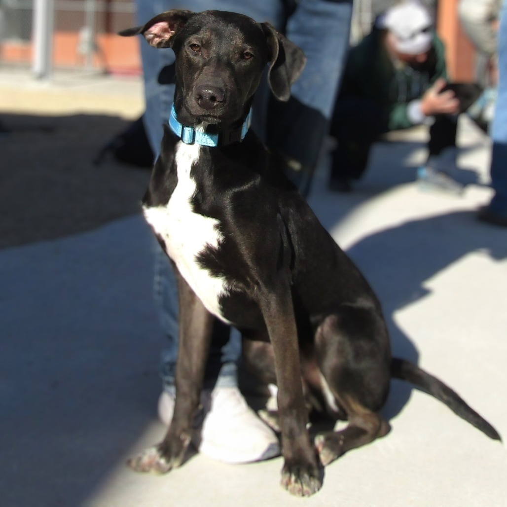 Agustin, an adoptable Mixed Breed in Las Cruces, NM, 88012 | Photo Image 1