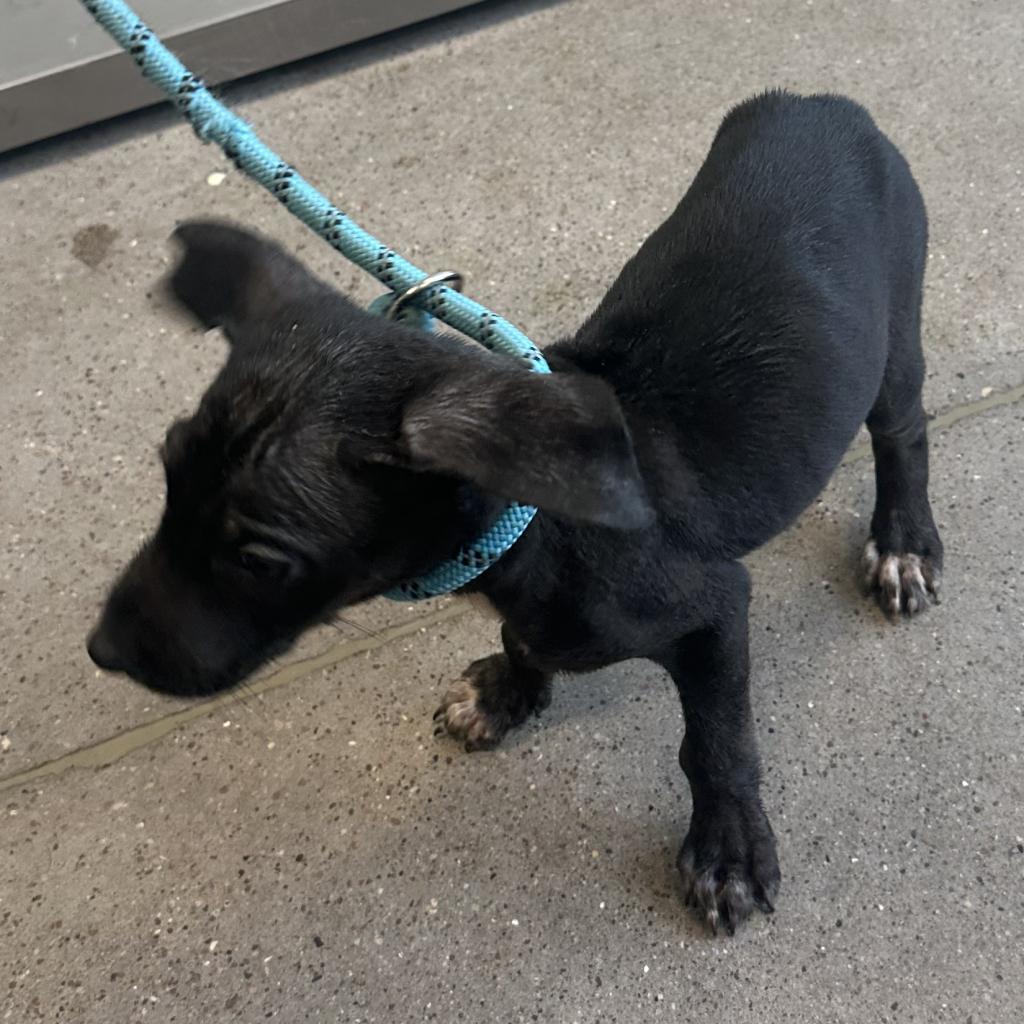 Agustin, an adoptable Mixed Breed in Las Cruces, NM, 88012 | Photo Image 3