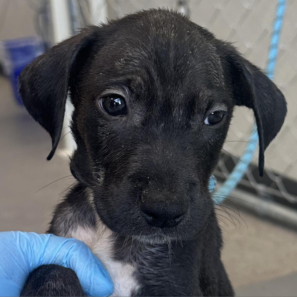 Agustin, an adoptable Mixed Breed in Las Cruces, NM, 88012 | Photo Image 4