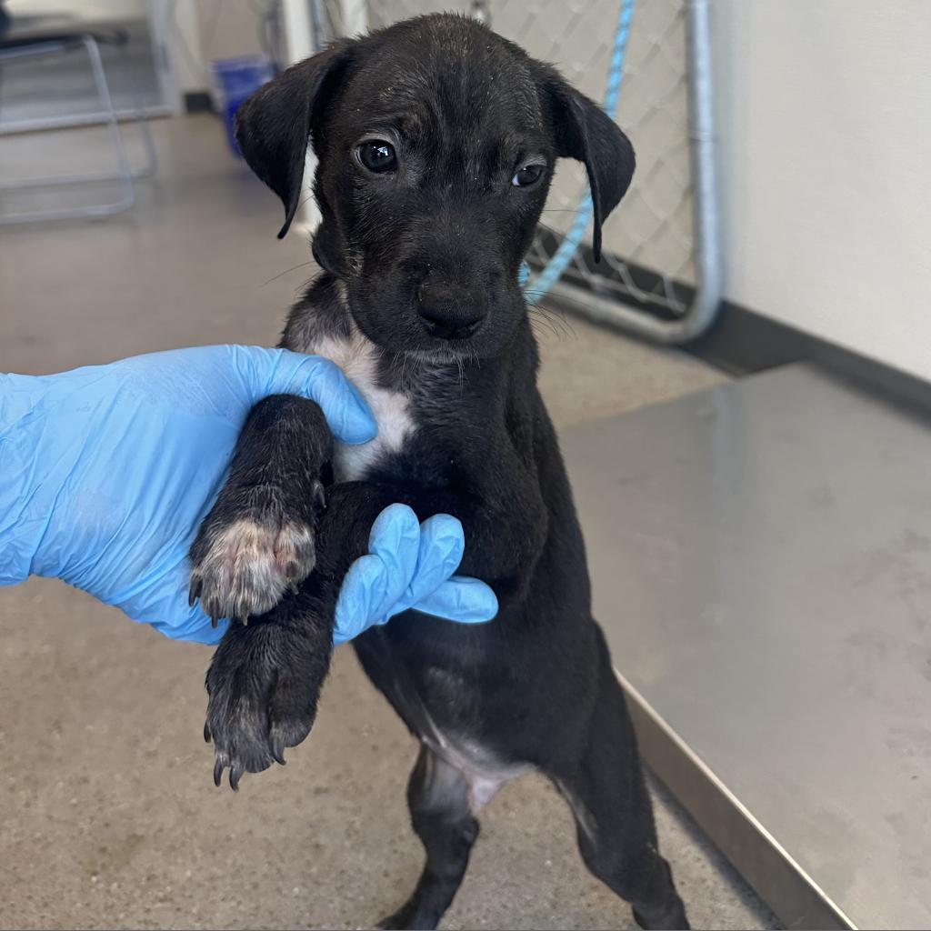 Agustin, an adoptable Mixed Breed in Las Cruces, NM, 88012 | Photo Image 5