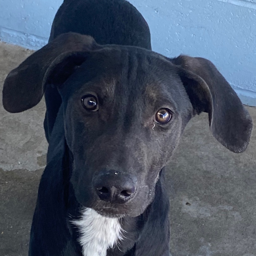 Agustin, an adoptable Mixed Breed in Las Cruces, NM, 88012 | Photo Image 6