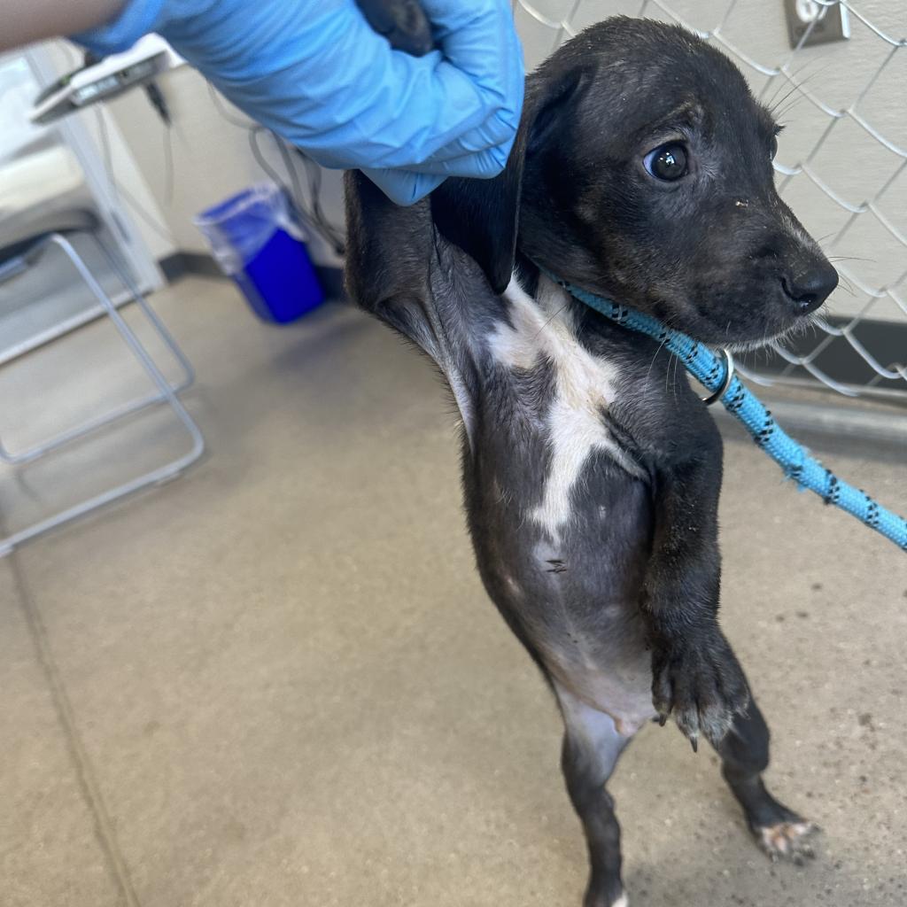 Bruno, an adoptable Mixed Breed in Las Cruces, NM, 88012 | Photo Image 2