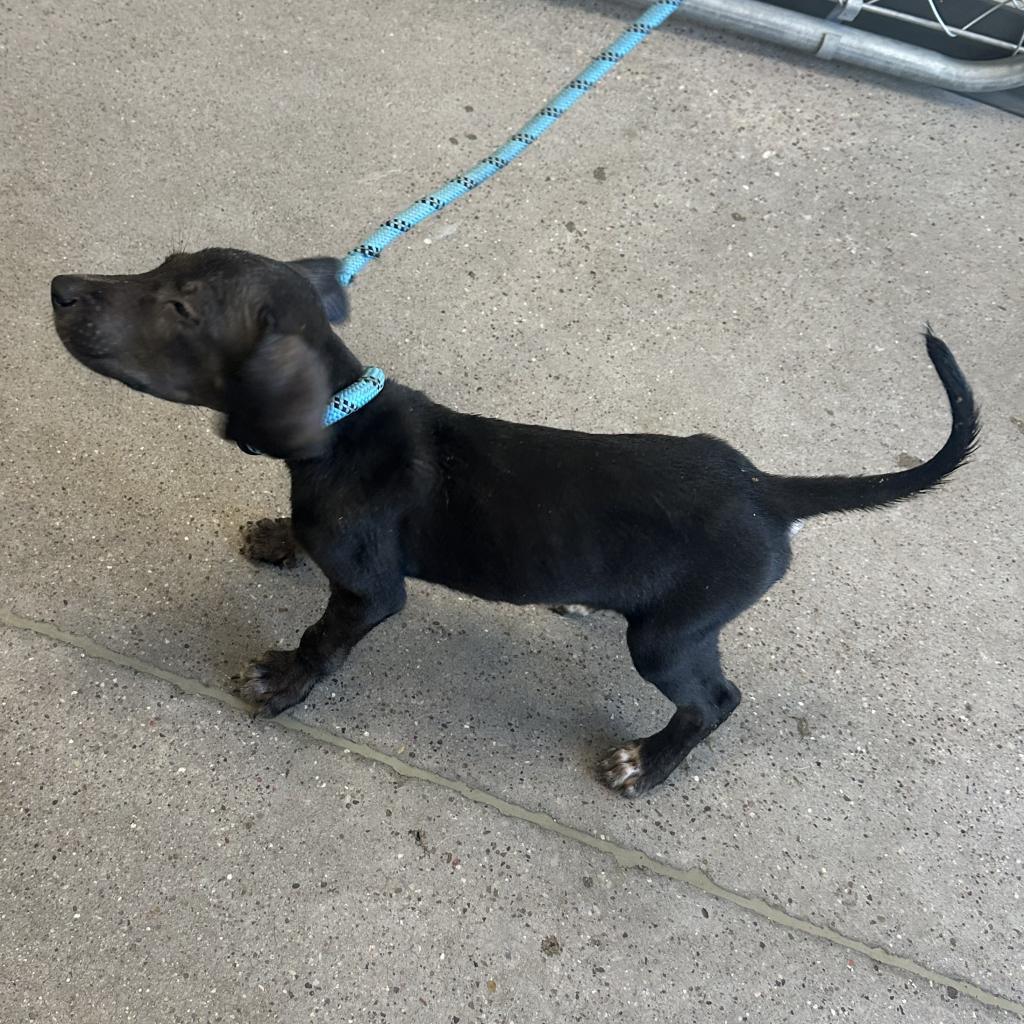 Bruno, an adoptable Mixed Breed in Las Cruces, NM, 88012 | Photo Image 3