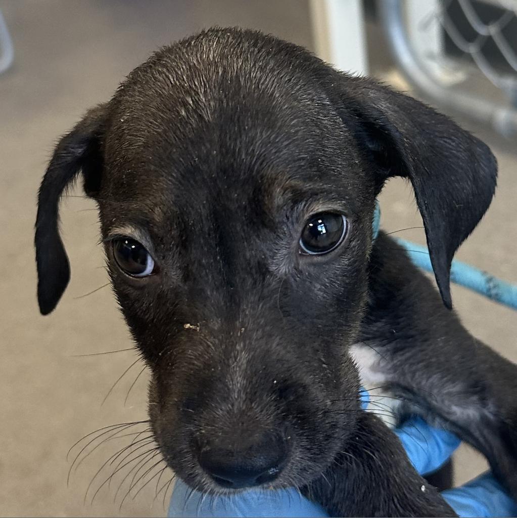 Bruno, an adoptable Mixed Breed in Las Cruces, NM, 88012 | Photo Image 4