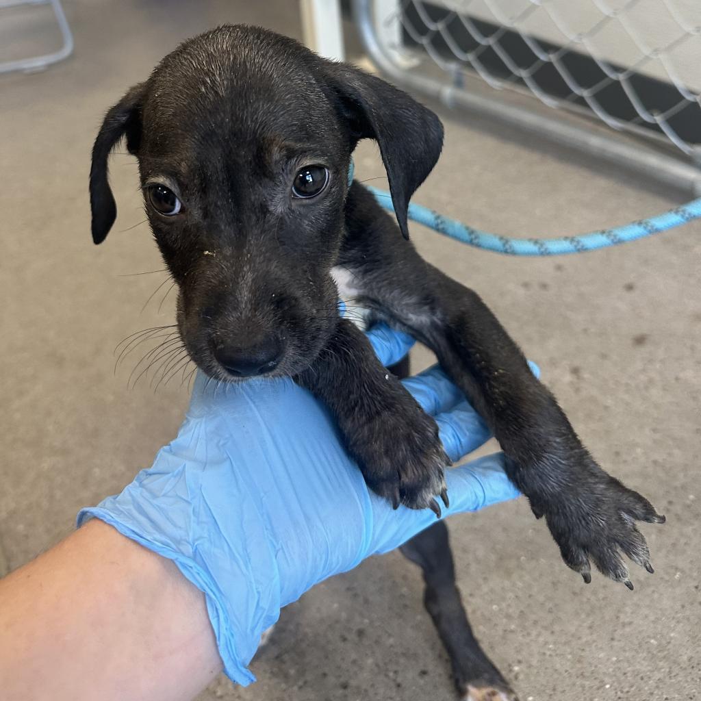 Bruno, an adoptable Mixed Breed in Las Cruces, NM, 88012 | Photo Image 5